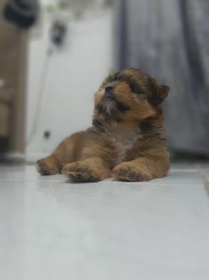 Shihtzu female puppy 