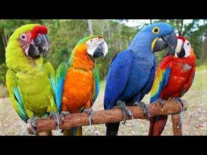 Parrots for sale with all papers and passport 