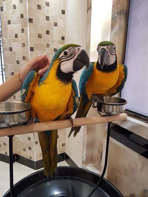 Healthy Blue and Gold Macaw Parrots for sale