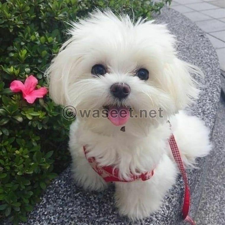 beautiful and adorable dogs for sale 2