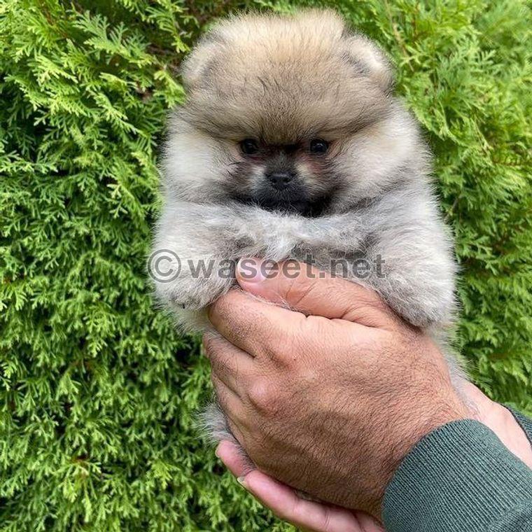 Teacup Pomeranian for adoption  1