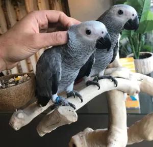 Precious African Grey Parrots for sale