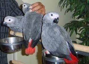  Sweet and lovely African gray available 