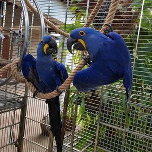 Lovely and Healthy Hyacinth Macaw Parrots for sale