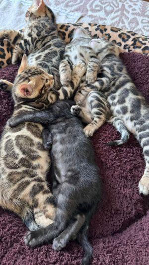 Bengali baby cats 