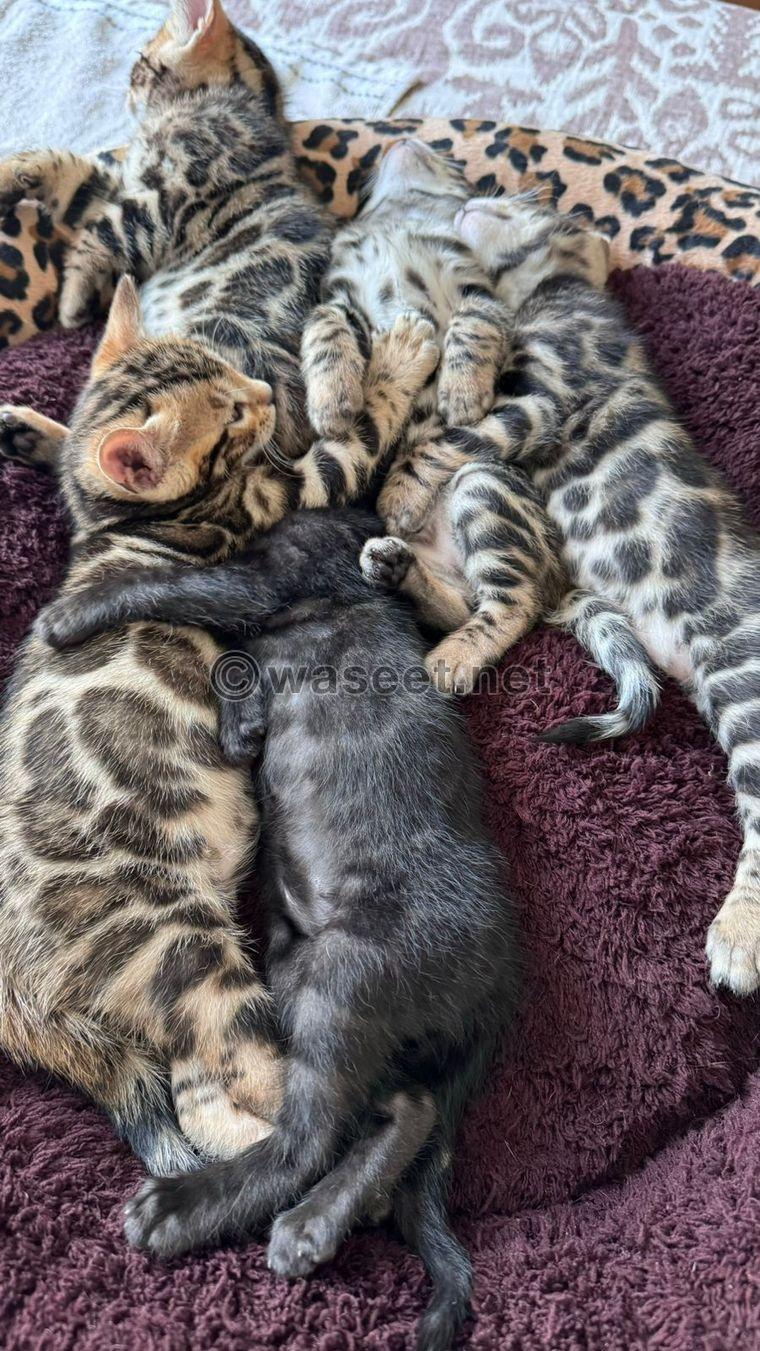 Bengali baby cats  0