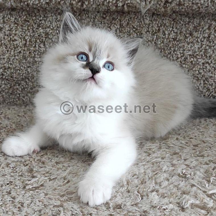 قطط Ragdoll المذهلة لإعادة التوطين 1