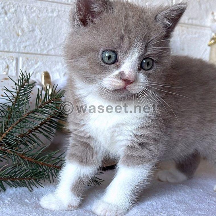 British Shorthair Kittens 1