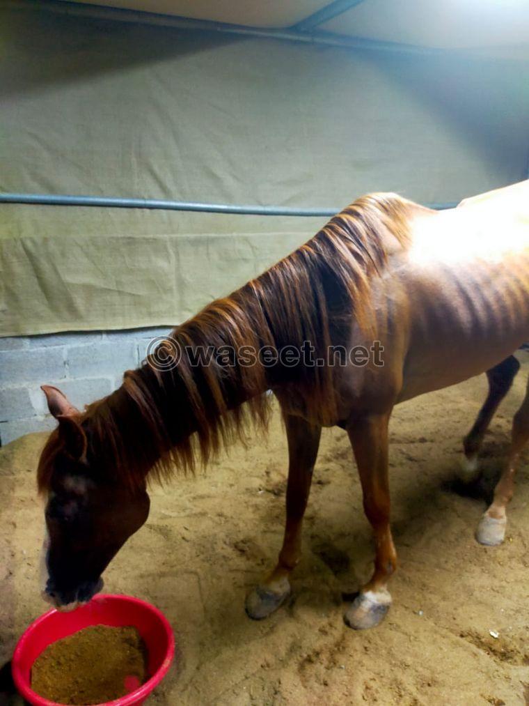 Arabian horse (castrated) 2