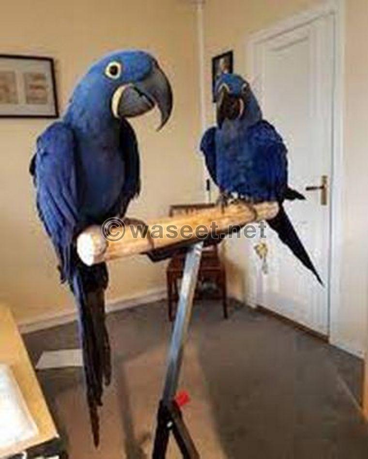 Beautiful Baby Hyacinth Macaw 0