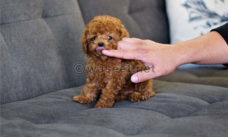 Pure breed Toy Poodle puppies for sale 0