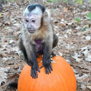Capuchin Monkey Aailable