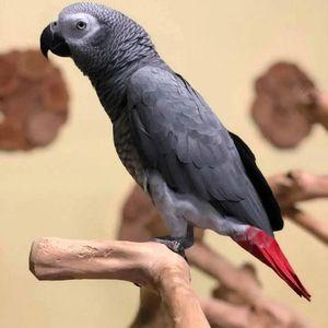 African gray parrot