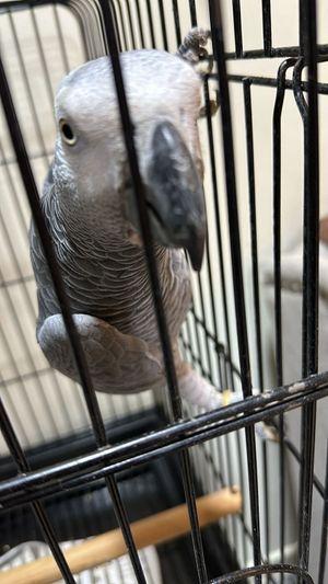 Well trained grey parrot available 