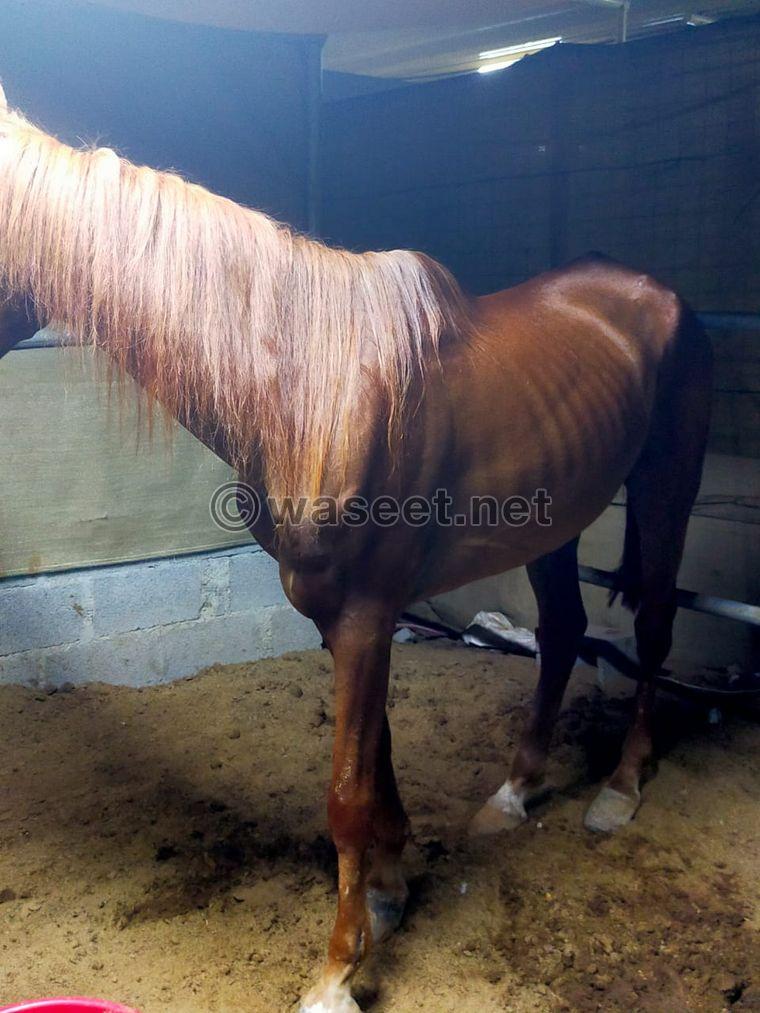 Arabian horse (castrated) 0