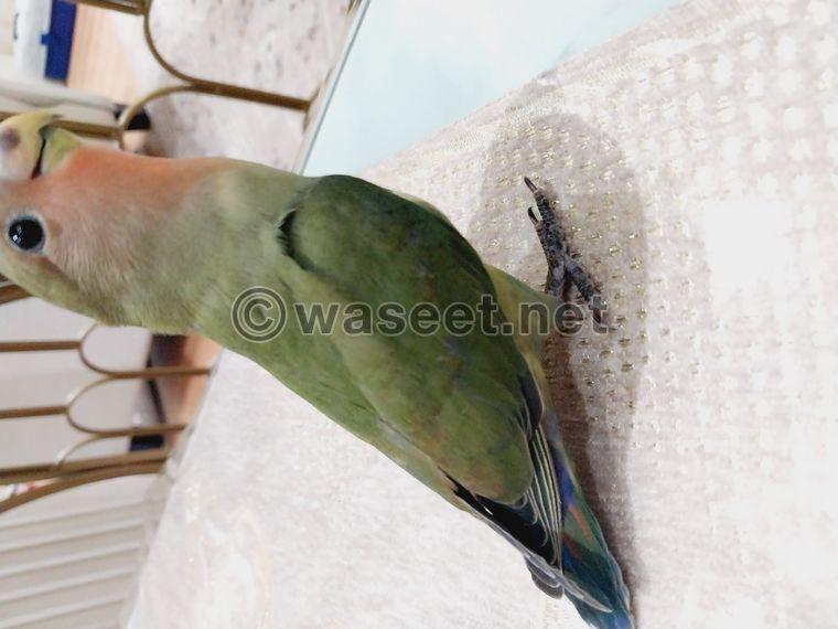 Lovebird pet bird for sale 0