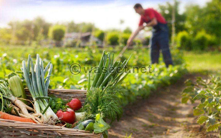 For sale farms in the Ajban Harz area in different locations  8