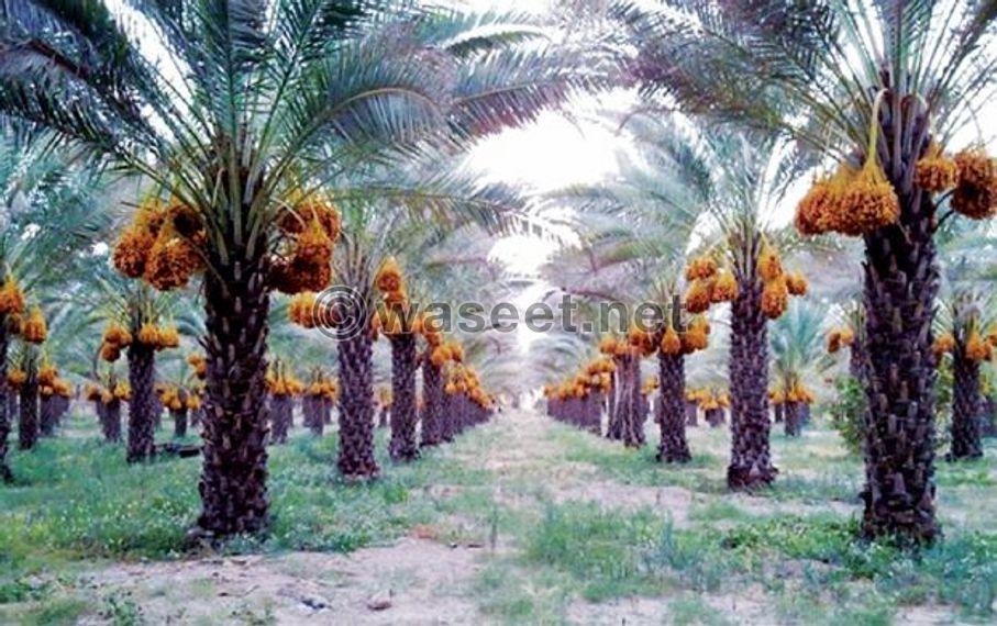 For sale: A farm in Al Khatm on the street immediately 1