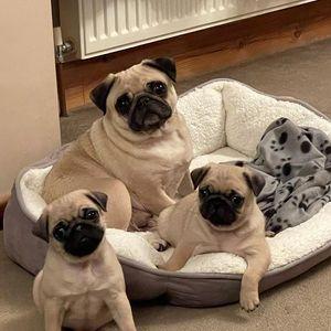 Cute and Adorable Pug Puppies 