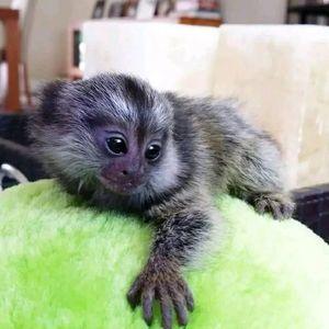 Cute and Cuddly Marmoset Monkey for Sale