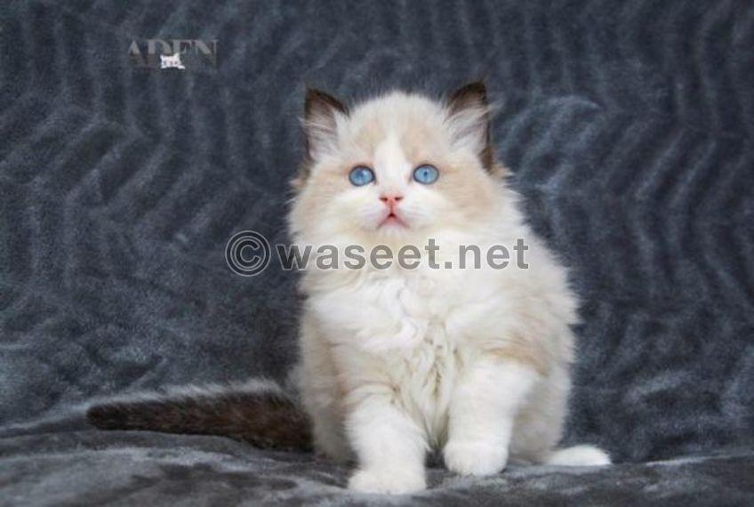 Sweet Ragdoll Kittens for sale 0