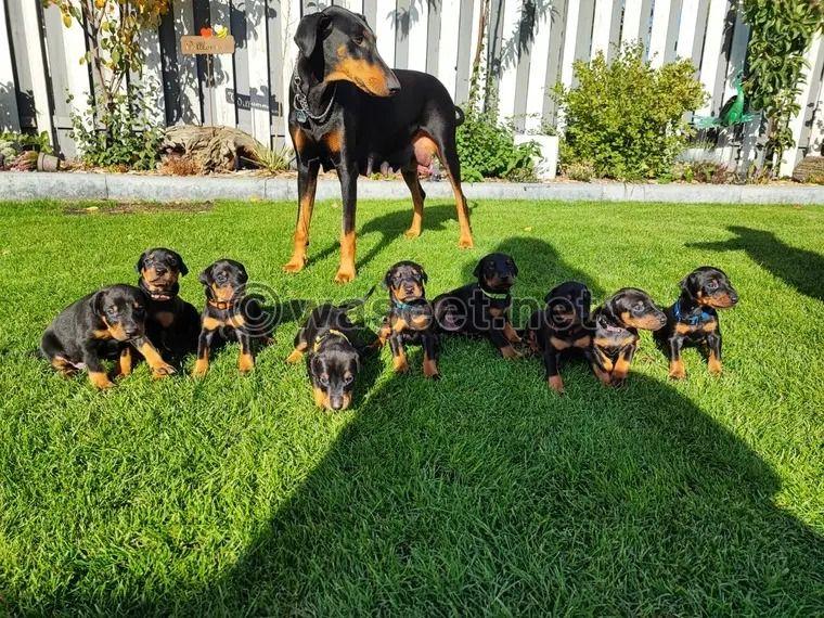  Rottweiler Puppies Available for sale 0