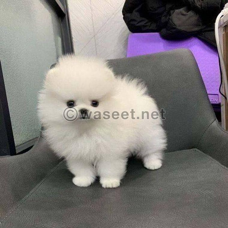 Trained Pomeranian Puppies for sale 0