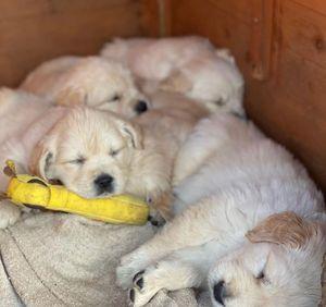 Golden Retriever's fun dogs are now available 