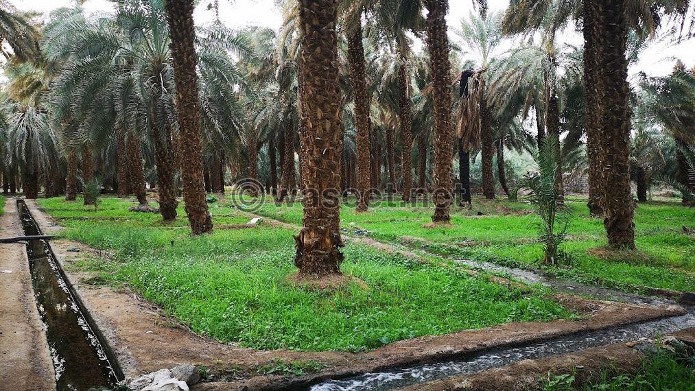 For sale: A farm in Al Khatm on the street immediately 4