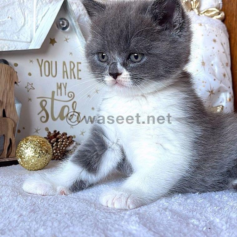 British Shorthair Kittens 0