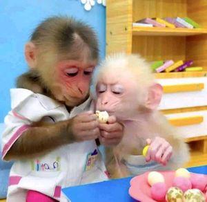 Beautiful well trained monkeys for adoption