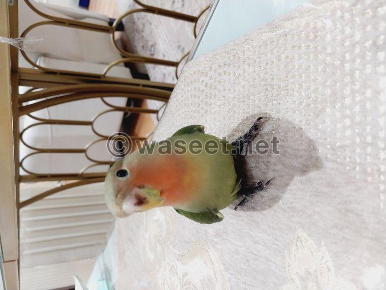 Lovebird pet bird for sale 1