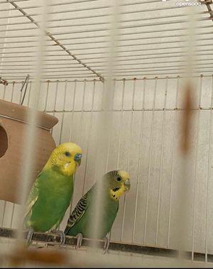 A pair of Budgie birds 