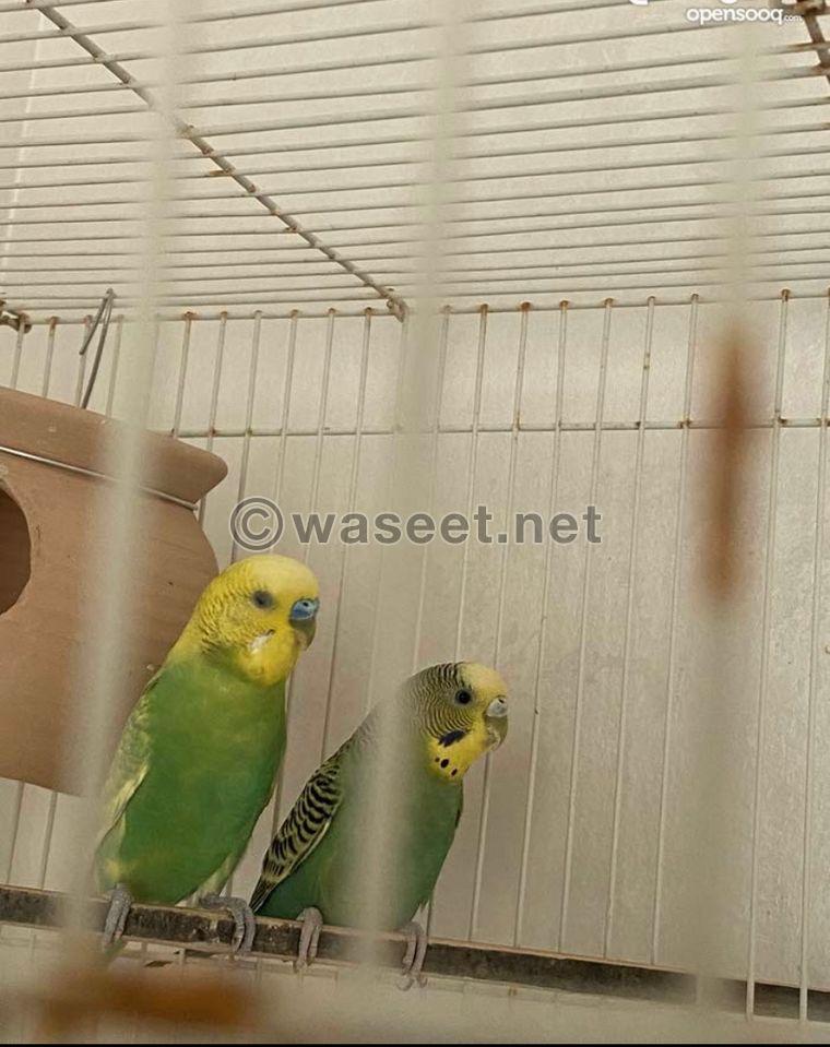 A pair of Budgie birds  0