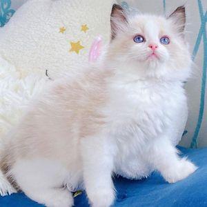 Stunning Ragdoll Cats for Rehoming