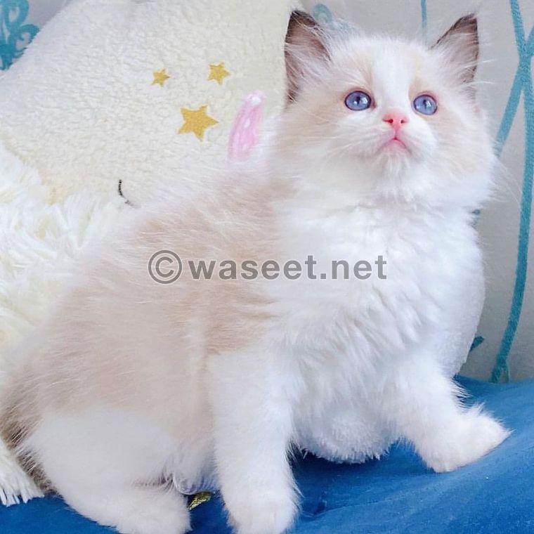 قطط Ragdoll المذهلة لإعادة التوطين 0