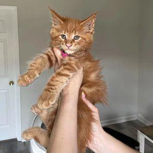 Cute Maine Coon kittens for adoption