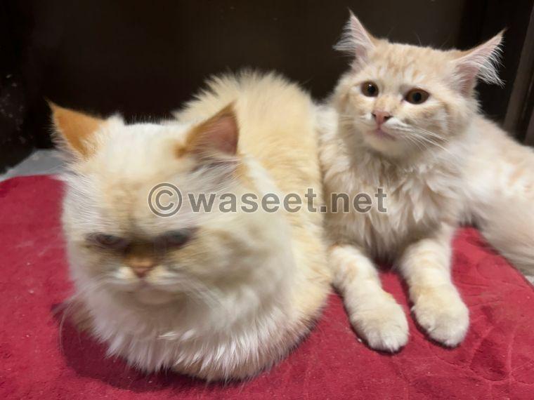  2 beautiful cats for sale 4