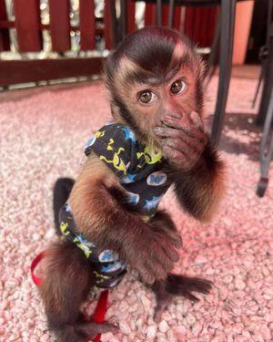 Adorable Capuchin Monkey for Sale  