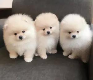  Teacup Pomeranian Puppies  