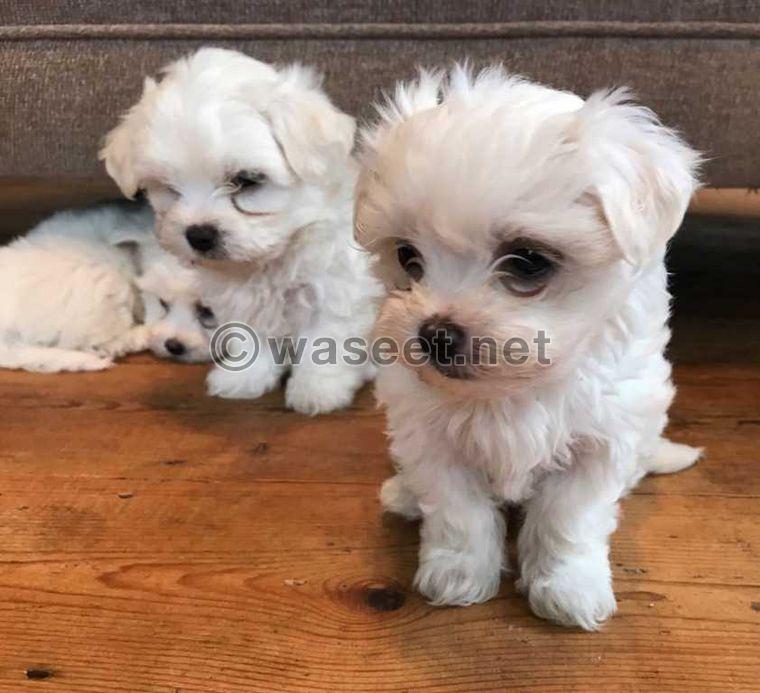 Maltese Puppies for adoption  0