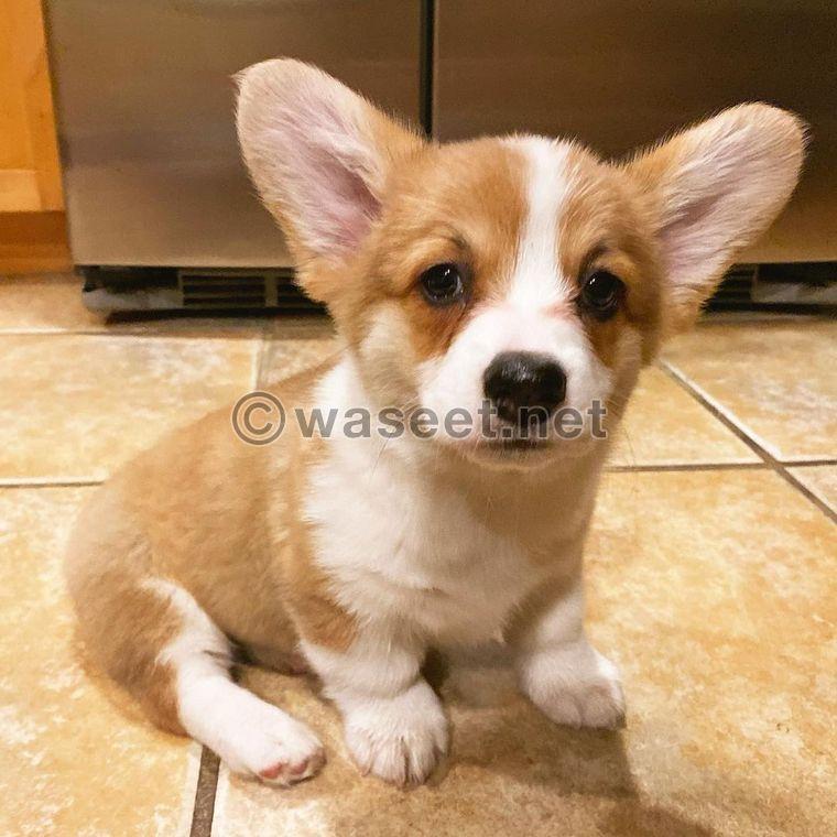 Pembroke Welsh Corgi Puppies For Sale 0