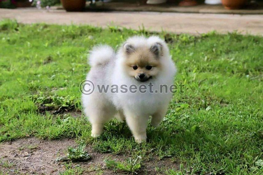 beautiful and adorable dogs for sale 1