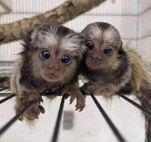  Pygmy Marmosets Monkeys