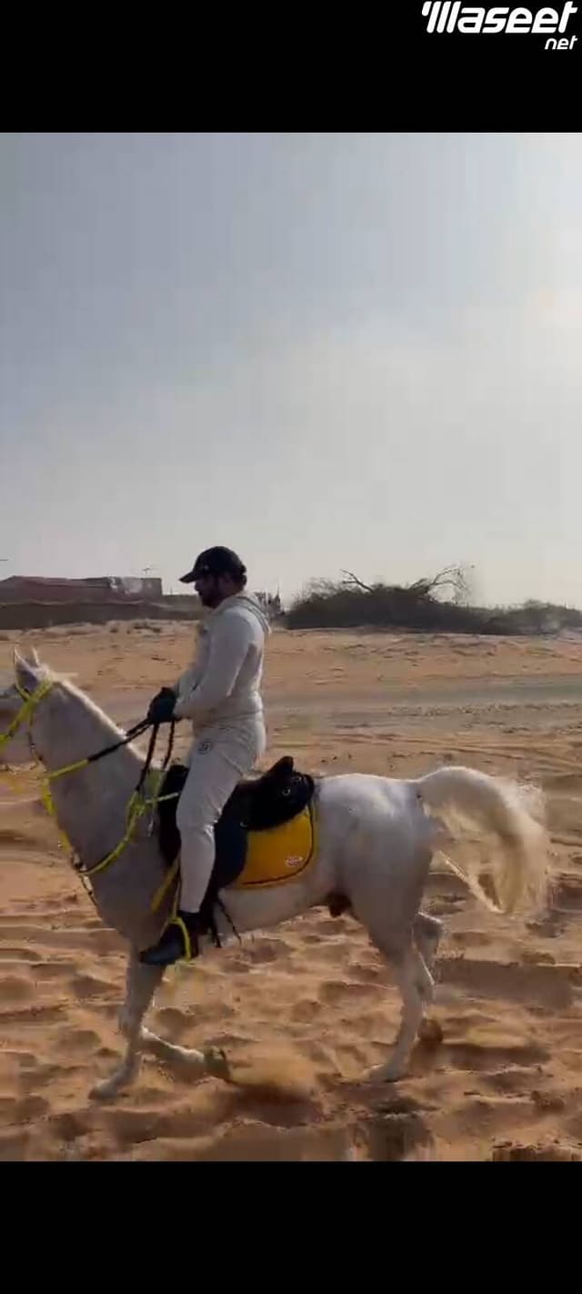 حصان للبيع في الزبير