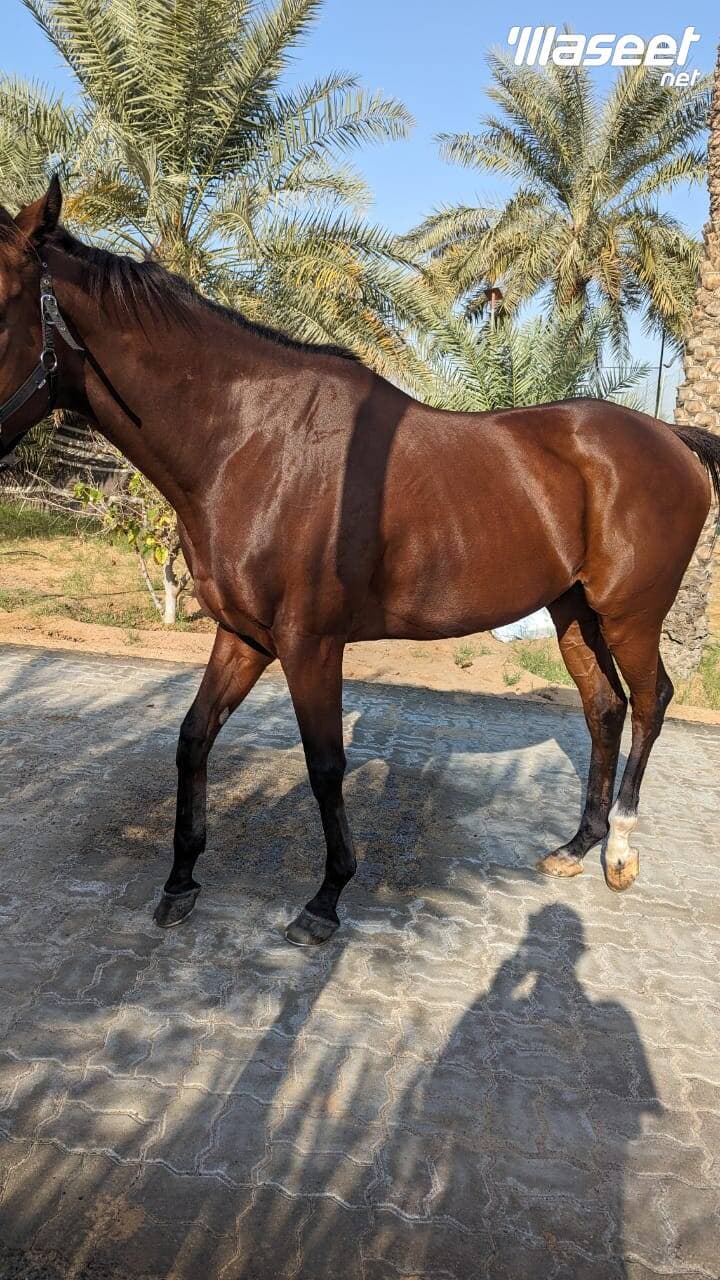 خيل سباق ثربرد امريكي 2