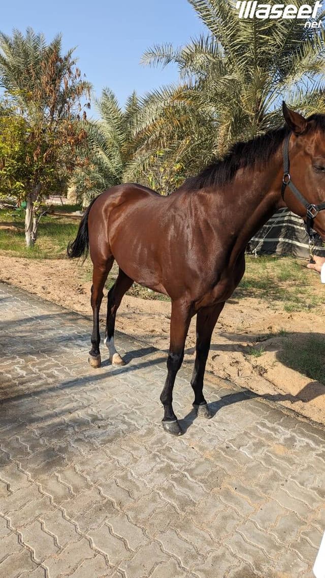 خيل سباق ثربرد امريكي