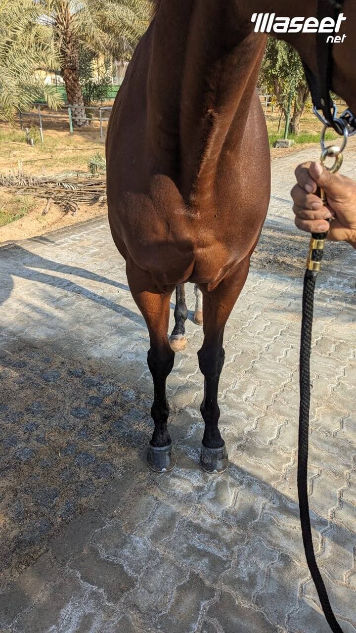 خيل سباق ثربرد امريكي 3