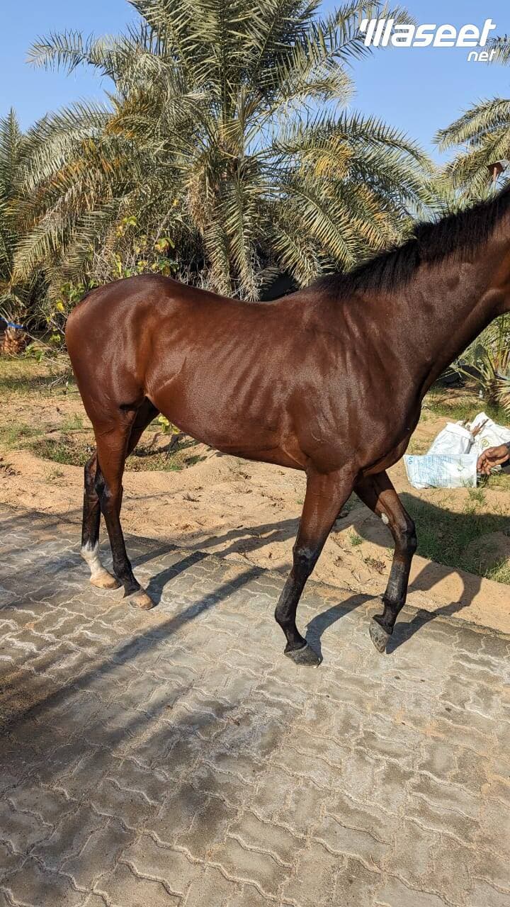 خيل سباق ثربرد امريكي 1