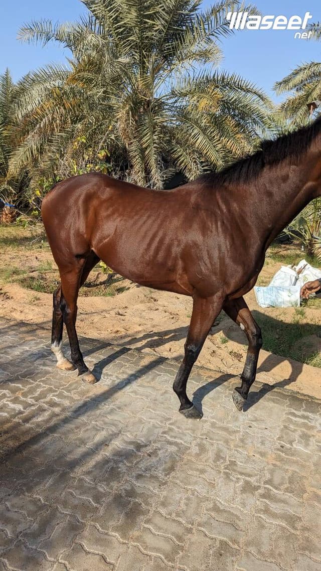 خيل سباق ثربرد امريكي